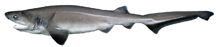 Hexanchus griseus_F.jpg